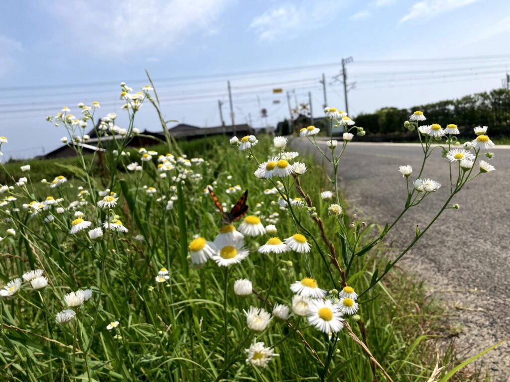 【福岡県豊前市】豊前海目前に。沓川神社 2021/6/23撮影記録