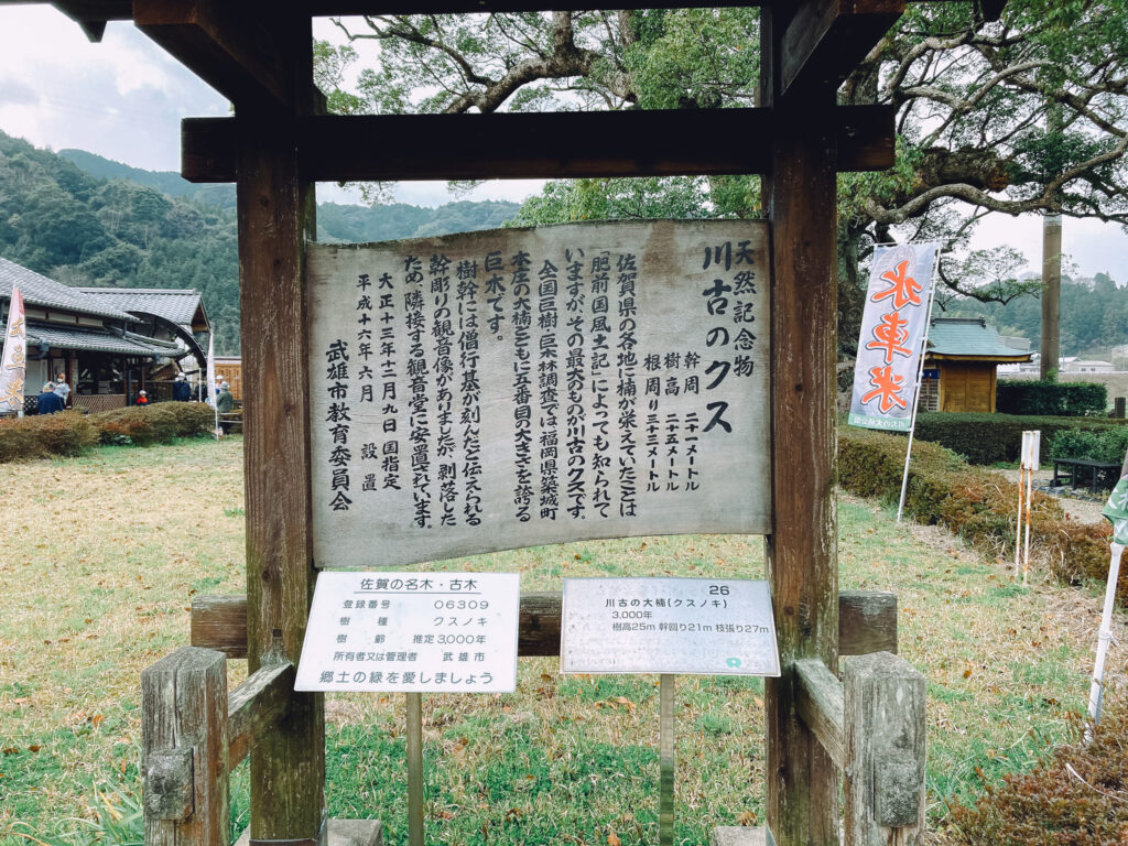 佐賀県武雄市若木町 樹齢3000年以上「川古の大楠(川古のクス)」へ