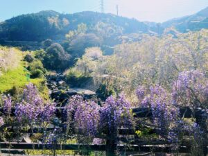 【福岡県豊前市上川底】迷った先で見つけた貴船神社と藤の花 2021/4/6撮影記録