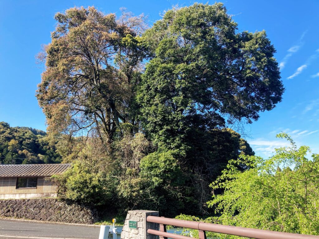 【福岡県豊前市上川底】迷った先で見つけた貴船神社と藤の花 2021/4/6撮影記録