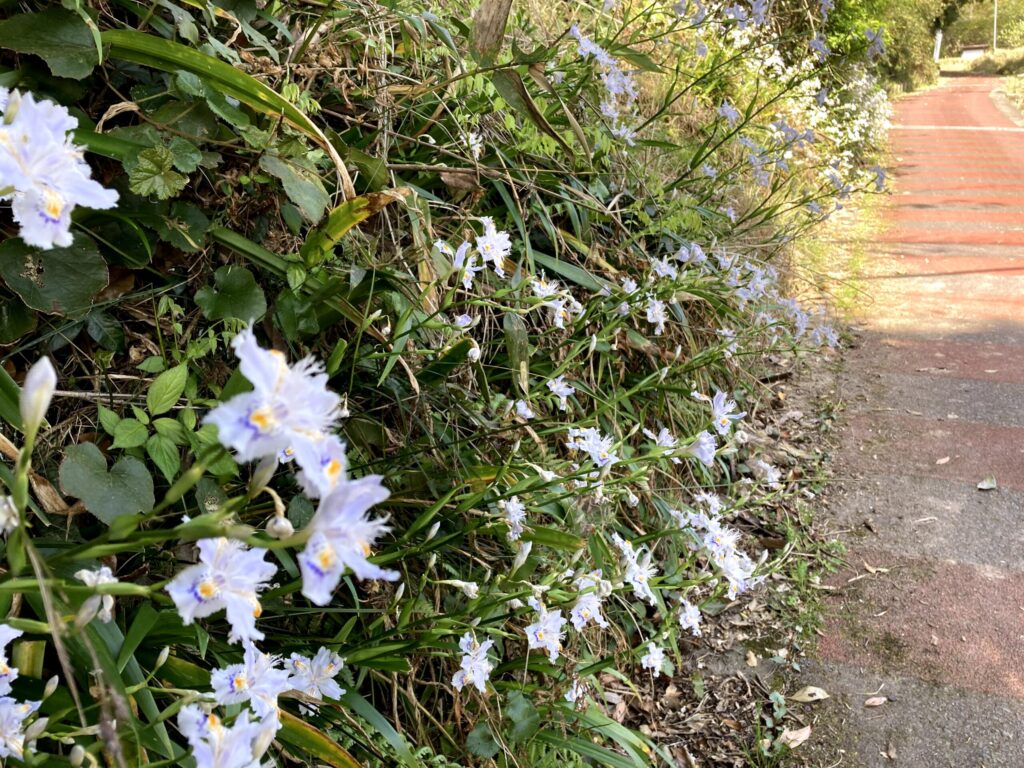 【福岡県豊前市】初めての如法寺 2021/4/11撮影記録
