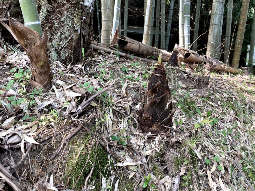 【福岡県豊前市】初めての如法寺 2021/4/11撮影記録