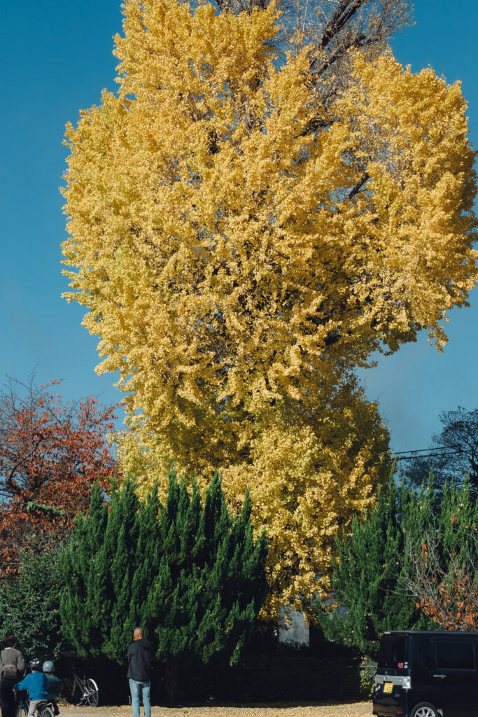 【大分県中津市】金谷貴船神社・丹生神社貴船宮 三毛門こども神楽講・女子神楽奉納へ（護摩焚きあり）