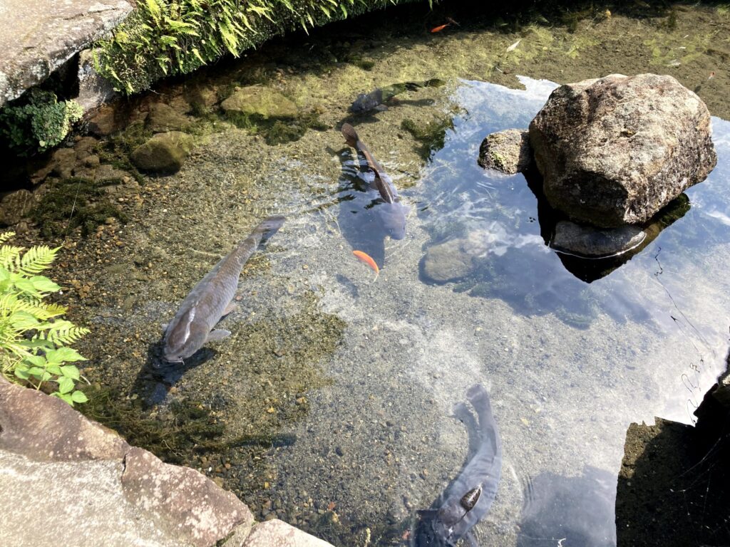 【福岡県豊前市】畑冷泉・水神社 2021/6/21 撮影記録