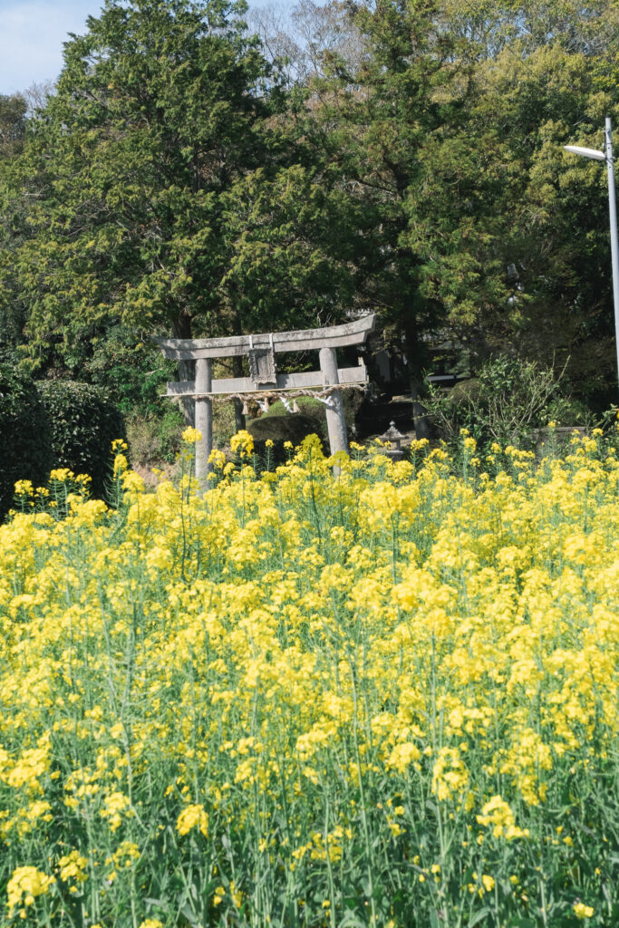 【大分県豊後高田市】三笠山春日神社 2026年4月 撮影記録