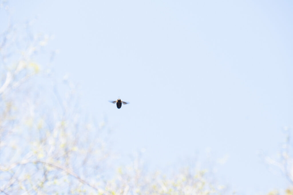 【福岡県北九州市】小倉北区 愛宕神社 2026年4月 撮影記録