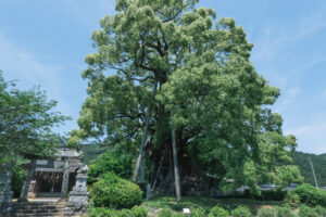 築上町　大楠神社