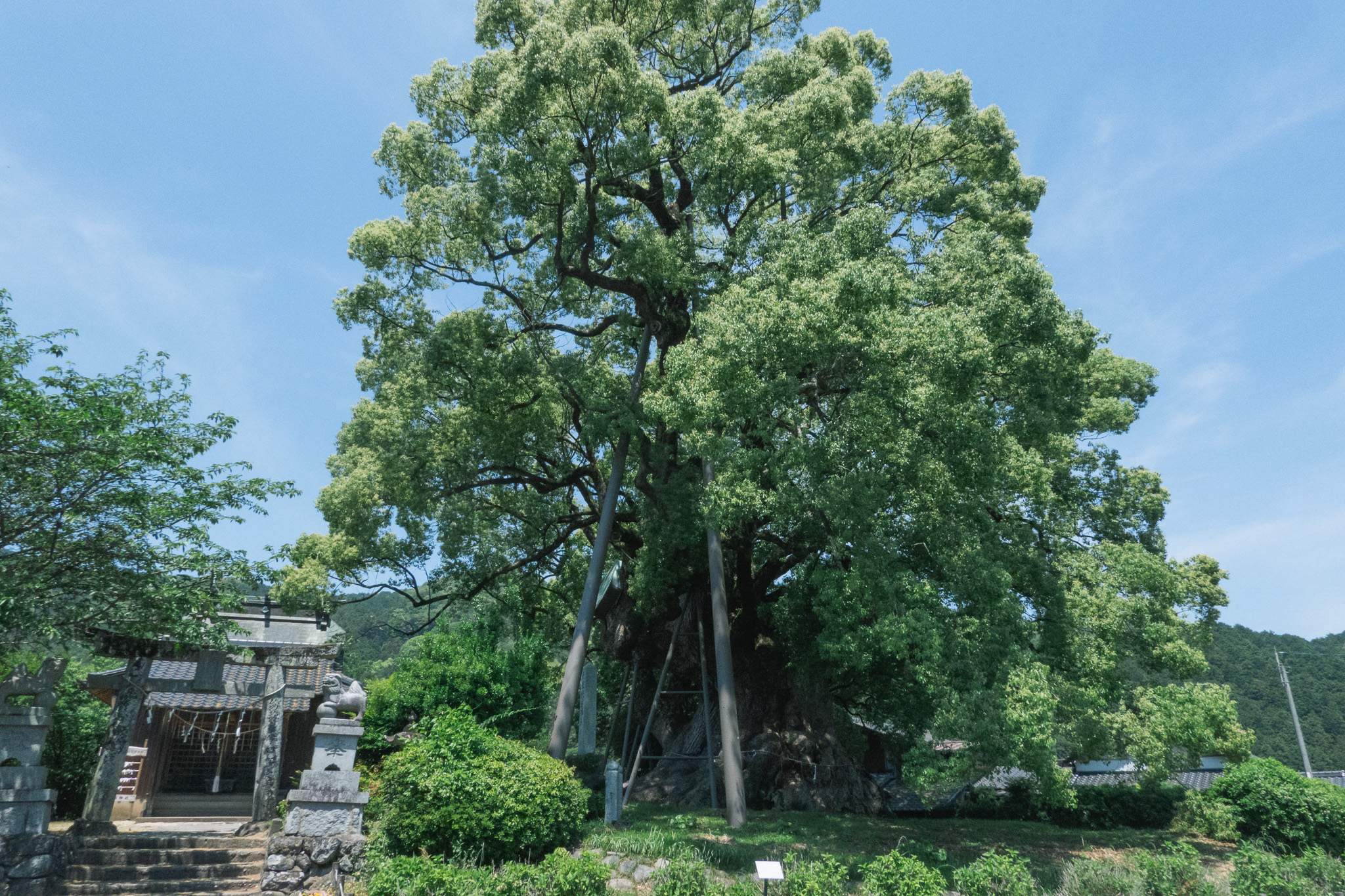 築上町　大楠神社