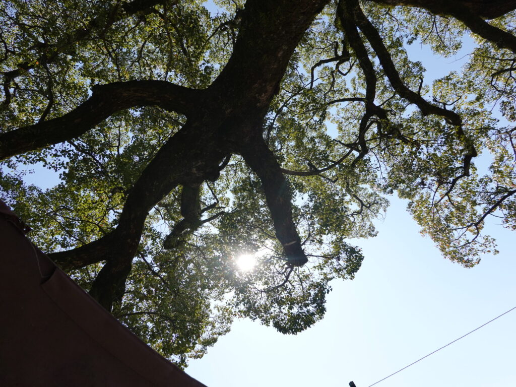 天照神社 2020年3月 撮影記録