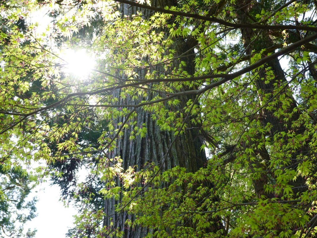 北九州市八幡西区 市瀬 鷹見神社