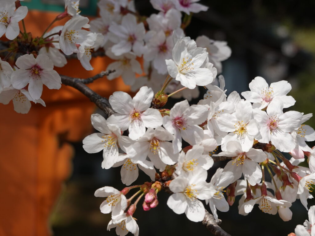 蟹住 戸明神社 2020年3月 撮影記録