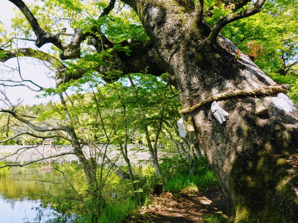 【大分県中津市】薦神社 2020年4月 撮影記録