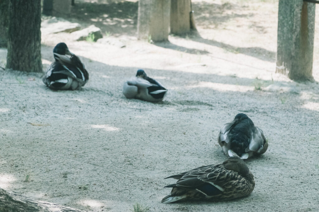 住吉神社の野鳥